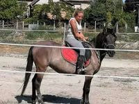 Stute, Polish pony — Foto 4