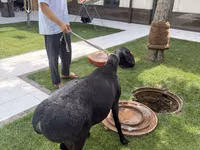Қошқар, Қойлар — 2-сурет