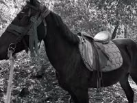 Бие, Friesian — 4-сурет