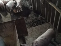 Eber, Schweine — Foto 4