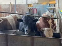 Bulle, Limousin-Kuh — Foto 3