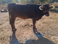 Vaca, Swiss cattle — foto 5