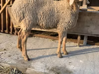 نعجة, Arashan sheep — الصورة 3