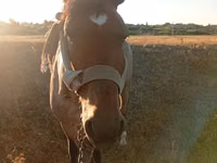 母马, Horses — 照片 3