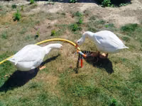 Geese — Foto 4