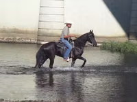 Бие, Tennessee Walking Horse — 6-сурет