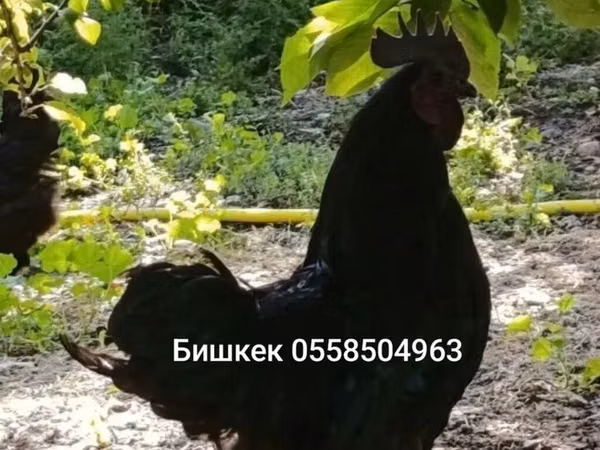 Тооктор