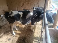 母牛, Cattle — 照片 3