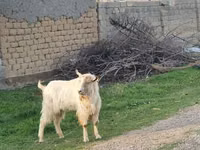 母山羊, Goats — 照片 1