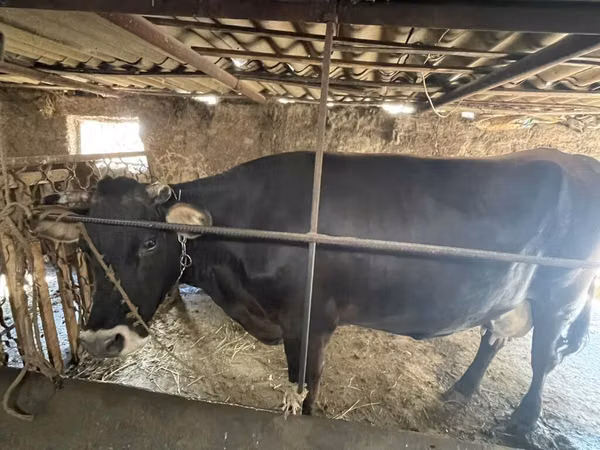 母牛, Holstein breed — 吉尔吉斯斯坦