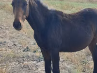 Caballo, Thoroughbred horse — foto 3