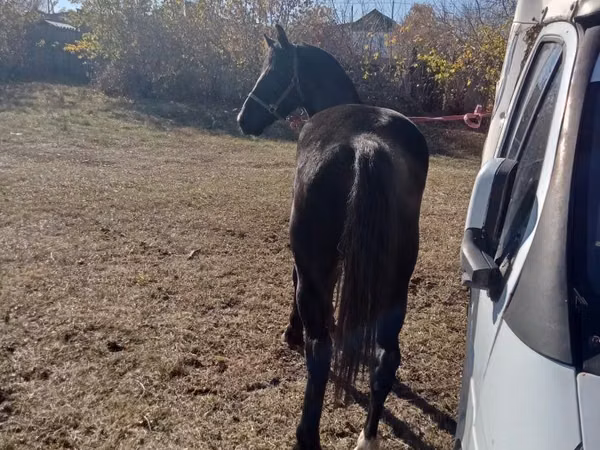 Toychoq, Horse breed — Qozogʻiston