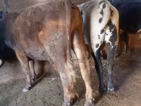 公牛, Simmental cattle — 照片 5