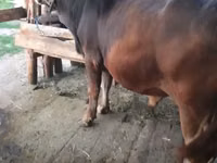 公牛, Swiss cattle — 照片 3