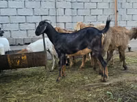 母山羊, Goats — 照片 4
