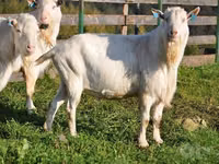 تيس, Saanen goat — الصورة 1