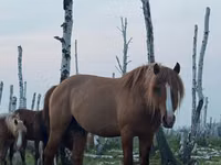Hengst, Kushum Horse — Foto 1