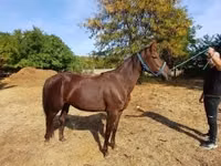 Yegua, Standardbred — foto 3