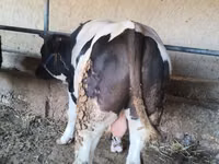 Bulle, Russian Black pied cattle — Foto 2