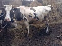Rinder (Partie, Geschlecht nicht angegeben), Russian Black pied cattle — Foto 3