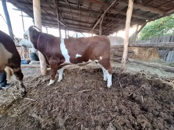 Toro, Simmental cattle