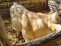 公牛, Simmental cattle — 照片 3