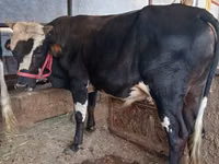 Toro, Ganado vacuno — foto 8