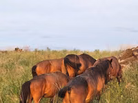 خيول (دفعة، الجنس غير محدد), Kazakh horse — الصورة 4