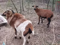 मेढ़ा, Cameroon sheep — फ़ोटो 8