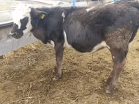 Toro, Simmental cattle — foto 4