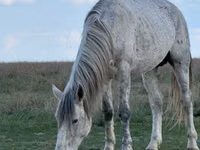 Hengst, Orlov Trotter — Foto 1