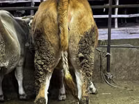 Kuh, Swiss cattle — Foto 2