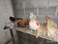Chickens — Foto 2