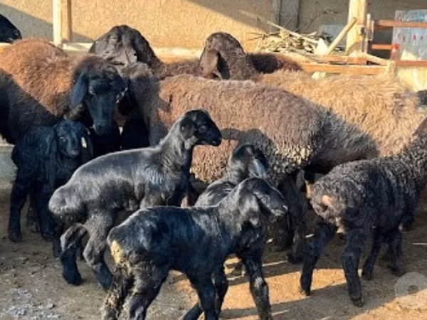 Schaf, Schafe — Usbekistan