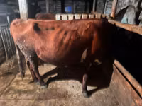 بقرة, Simmental cattle — الصورة 3