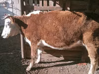 母牛, Latvian Blue cattle — 照片 1