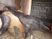 Chickens — foto 5