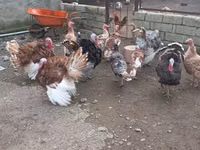 Turkeys — الصورة 1