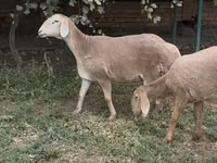 نعجة, Arashan sheep — الصورة 1