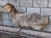 Oveja, Arashan sheep — foto 6