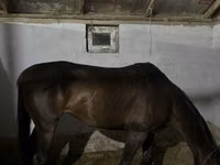 Stute, Thoroughbred horse — Foto 3