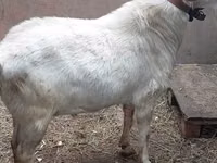 تيس, Nubian Goat — الصورة 5