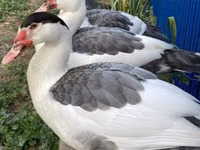 pato criollo doméstico — foto 3