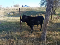Toro, Aberdeen-Angus — foto 3