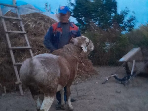 Carnero, Ovejas