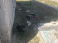 Chickens — Foto 4