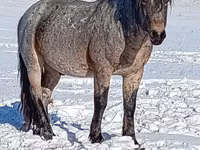 حصان, الخيول — الصورة 2