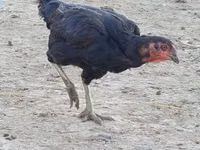Chickens — foto 3