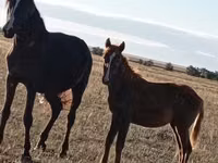 Mare, Horse breed — photo 1