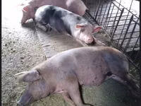 Eber, Schweine — Foto 1
